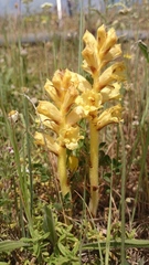 Orobanche alba