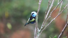Stilpnia cyanicollis