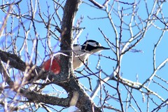 Dendrocopos leucopterus