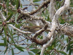 Pachycephala caledonica