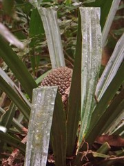 Pandanus pancheri
