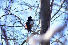 Dendrocopos leucopterus