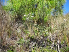 Diplostephium oblanceolatum