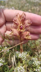 Orobanche alba