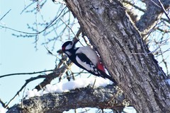 Dendrocopos leucopterus