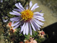 Diplostephium oblanceolatum