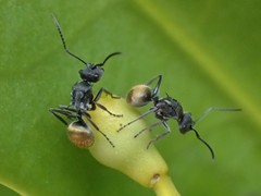Polyrhachis guerini