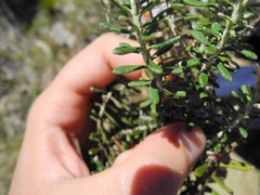Diplostephium oblanceolatum