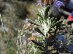 Diplostephium oblanceolatum