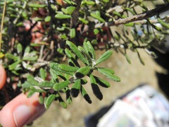 Diplostephium oblanceolatum