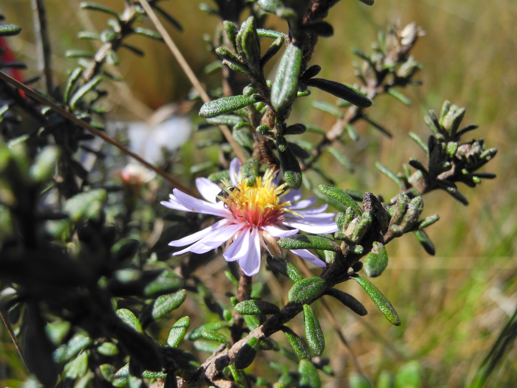 Diplostephium oblanceolatum image
