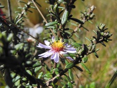 Diplostephium oblanceolatum