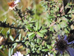 Diplostephium oblanceolatum