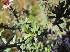 Diplostephium oblanceolatum