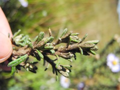 Diplostephium oblanceolatum