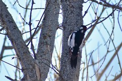 Dendrocopos leucopterus
