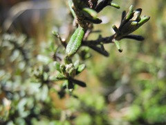 Diplostephium oblanceolatum