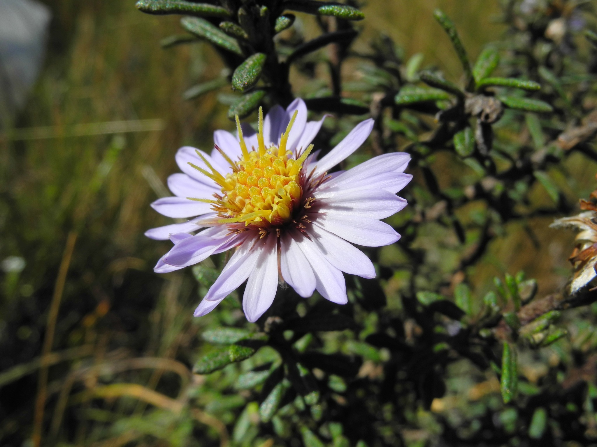 Diplostephium image