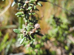 Diplostephium oblanceolatum