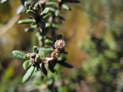 Diplostephium oblanceolatum