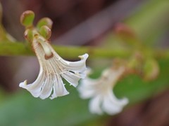 Scaevola beckii