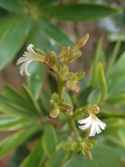 Scaevola beckii