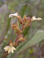 Scaevola montana