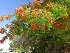 Delonix regia