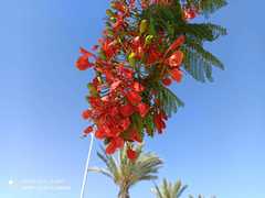 Delonix regia