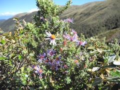 Diplostephium hartwegii