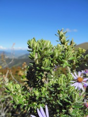 Diplostephium hartwegii