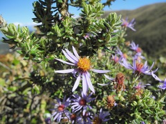 Diplostephium hartwegii