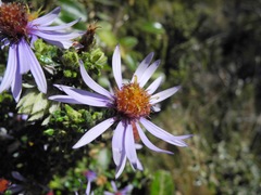 Diplostephium hartwegii