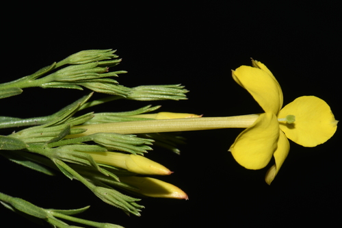 Image of Showy Menodora (Menodora longiflora) by (c) Brian Finzel, some rights reserved (CC BY-SA)