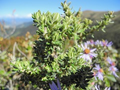 Diplostephium hartwegii