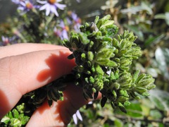 Diplostephium hartwegii