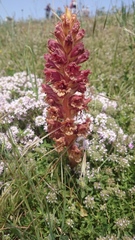Orobanche alba