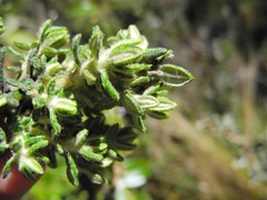 Diplostephium hartwegii