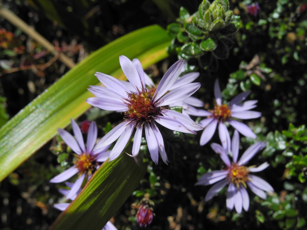 Diplostephium espinosae