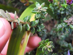 Diplostephium espinosae