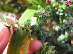 Diplostephium espinosae