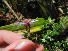 Diplostephium espinosae