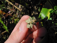 Diplostephium espinosae