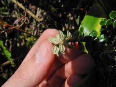 Diplostephium espinosae