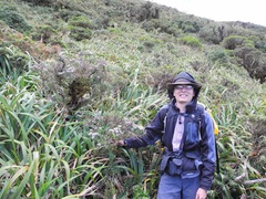 Diplostephium espinosae