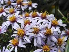 Diplostephium espinosae