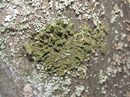 Lustrous Camouflage Lichen