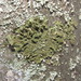 Lustrous Camouflage Lichen - Photo (c) Denis Davydov, some rights reserved (CC BY-NC), uploaded by Denis Davydov