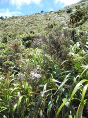 Diplostephium espinosae