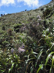 Diplostephium espinosae